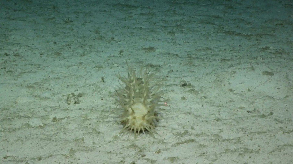 Hình ảnh loạt sinh vật mới được khám phá dưới đáy biển - Ảnh 8.