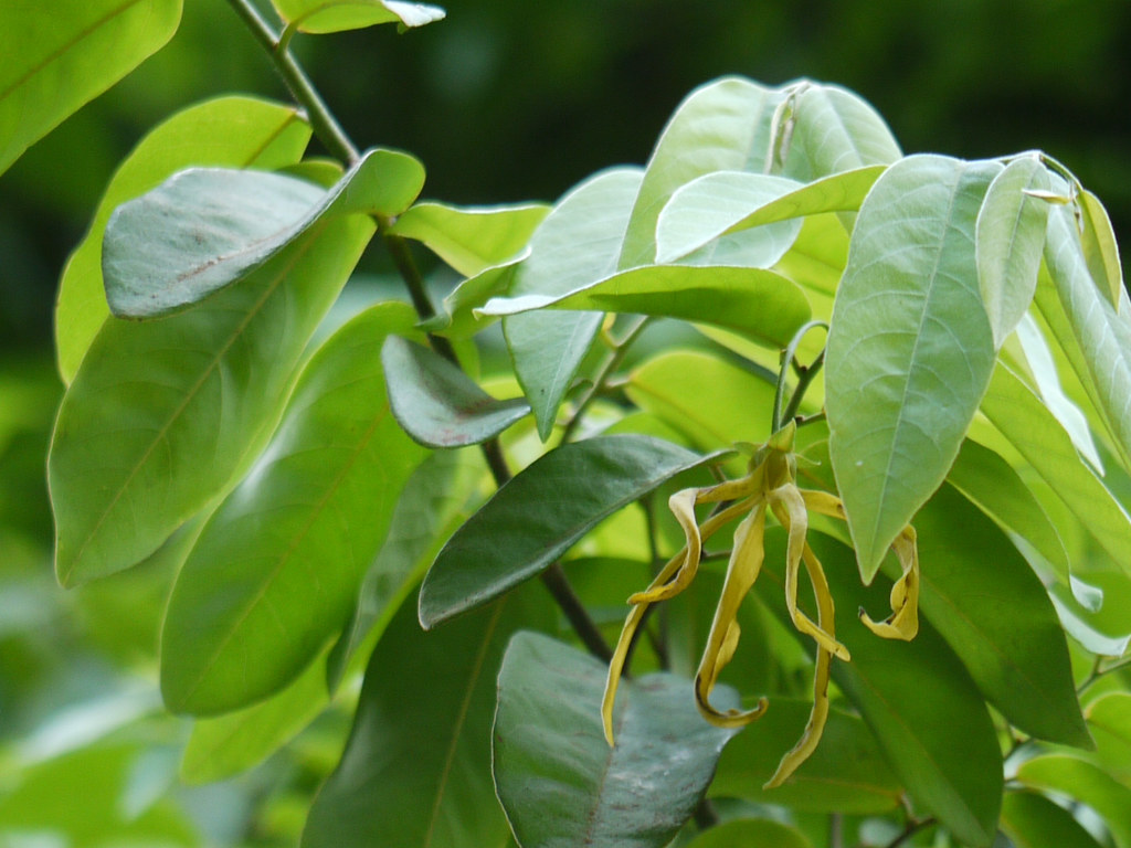 Loài cây cảnh mọc dân dã, hương thơm nồng nàn như nước hoa, là vị thuốc tự nhiên chữa được nhiều bệnh - Ảnh 1.