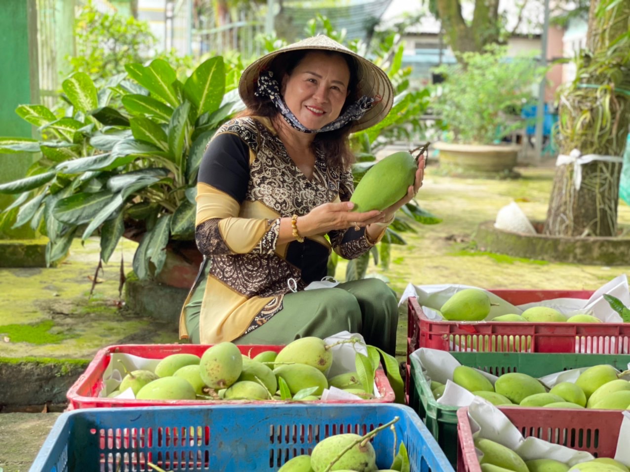 Người phụ nữ nỗ lực đưa xoài Đồng Tháp xuất ngoại - Ảnh 1.