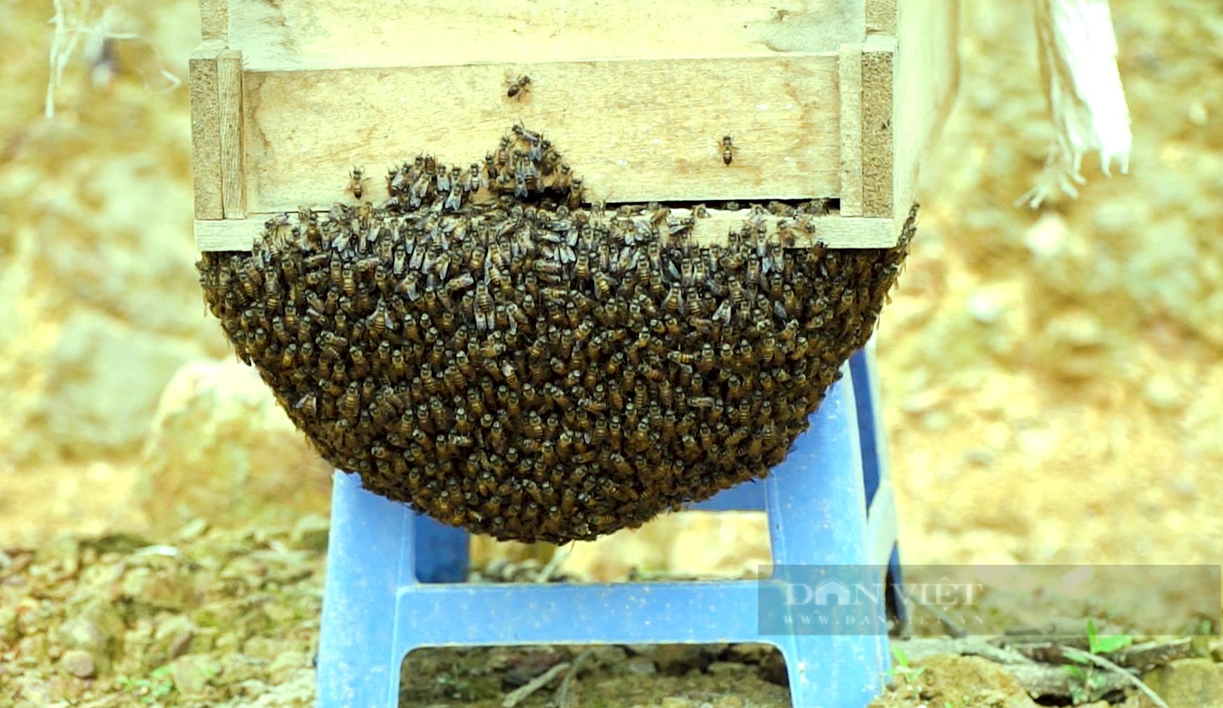 Nuôi con bé như hạt ngô, màu nâu, bay vù vù, nông dân Lai Châu có thu nhập khá - Ảnh 3.