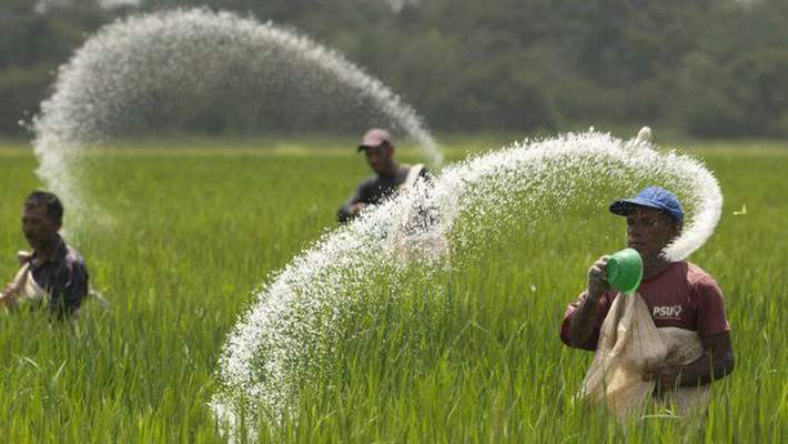 Giá phân bón tăng, giá nông sản giảm -  nông dân buồn còn doanh nghiệp lại &quot;ăn nên làm ra&quot; - Ảnh 3.