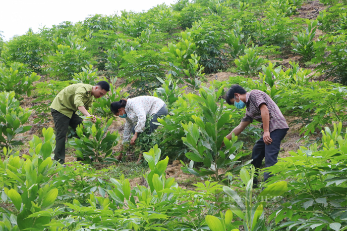 Làm gì để trồng rừng gỗ lớn tương xứng với tiềm năng, thế mạnh tại Phú Thọ? - Ảnh 2.