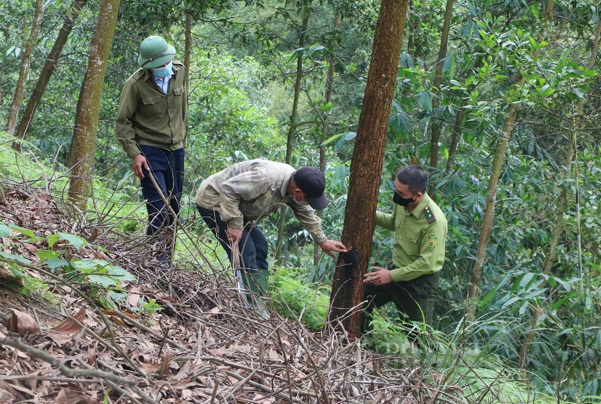 Làm gì để trồng rừng gỗ lớn tương xứng với tiềm năng, thế mạnh tại Phú Thọ? - Ảnh 3.