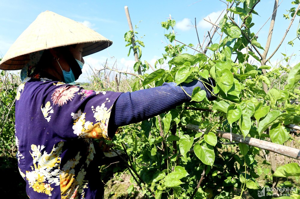 Cây &quot;làm giàu&quot; cho tiền tỷ/vụ bỗng mất mùa nặng, giá cao gấp 3 lần vẫn không có hoa để bán - Ảnh 4.