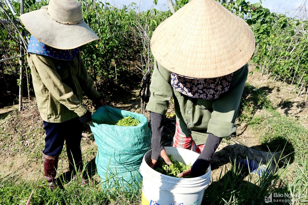 Cây &quot;làm giàu&quot; cho tiền tỷ/vụ bỗng mất mùa nặng, giá cao gấp 3 lần vẫn không có hoa để bán - Ảnh 5.