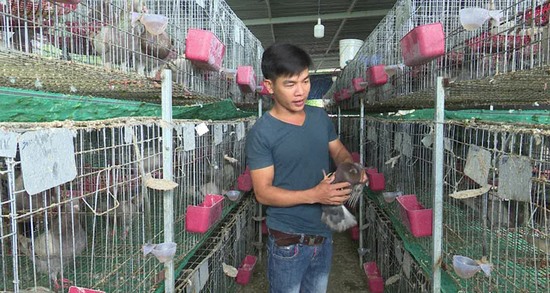 Nông dân 8X Phú Yên có của ăn của để, xây được nhà nhờ nuôi chim bồ câu Pháp đẻ sòn sòn - Ảnh 2.