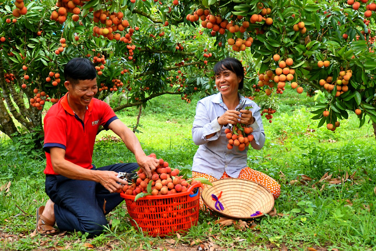 Khu vườn của một ông nông dân Bắc Giang có gì lạ mà có ngày đón cả trăm khách đến chụp ảnh, check in? - Ảnh 1.