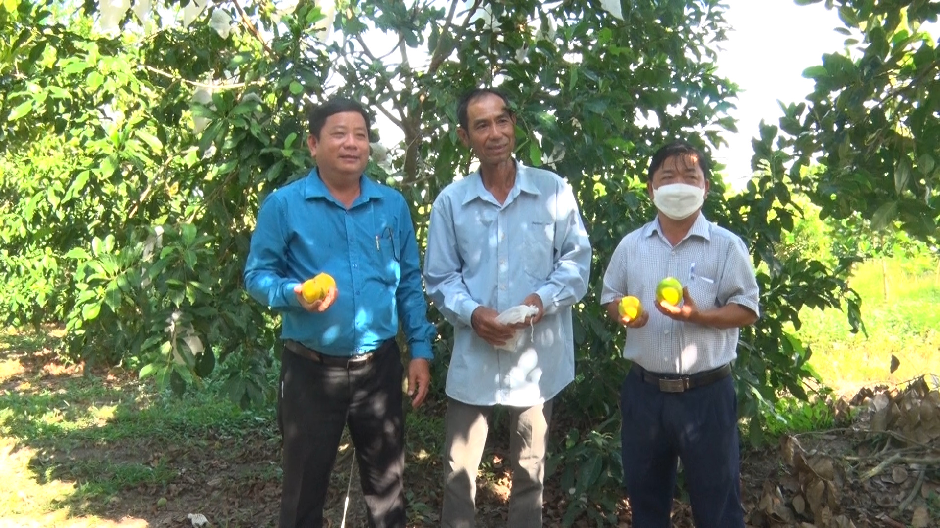 Trống vú sữa kiểu gì mà trái không mủ, không cát, vàng như tơ tằm, bán giá đắt thiên hạ vẫn mua ăn? - Ảnh 1.