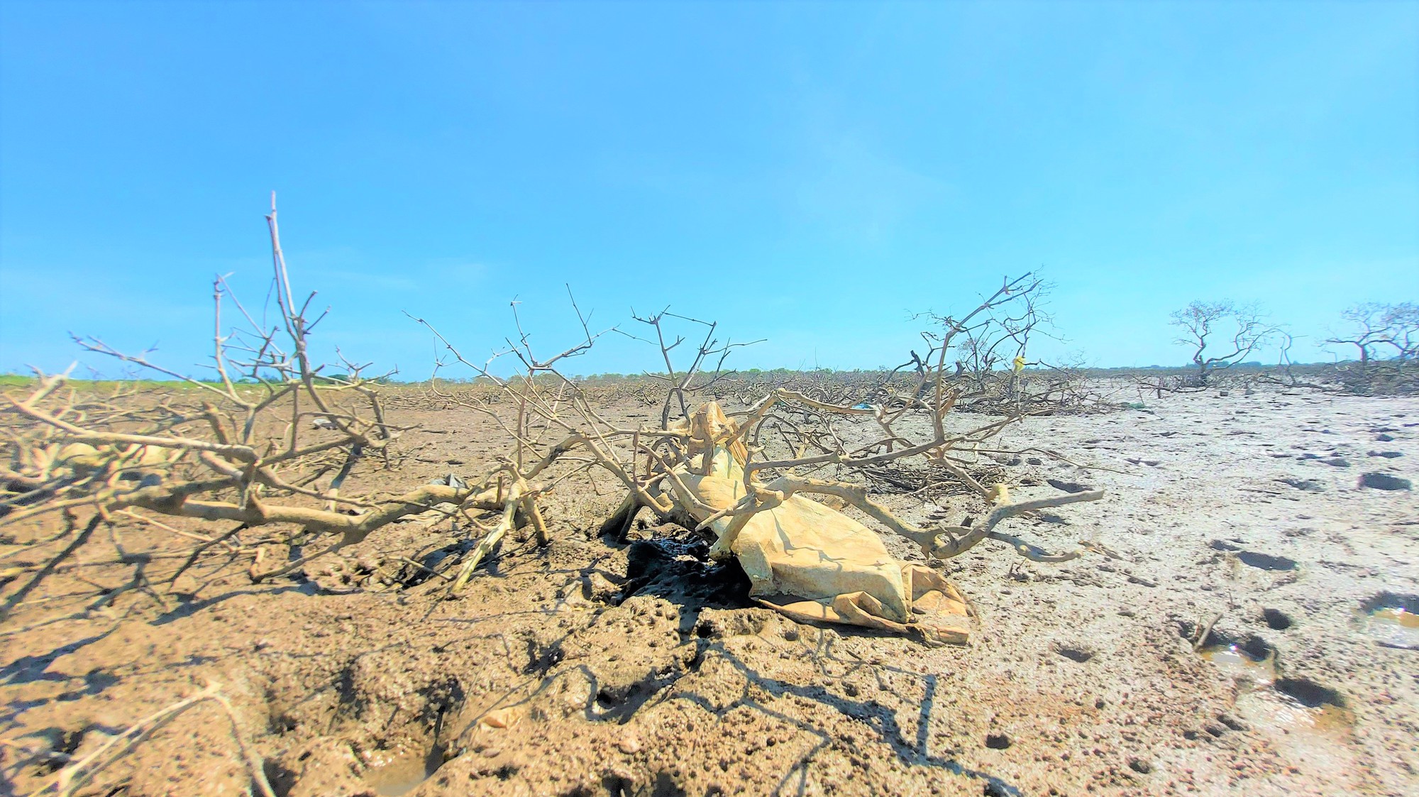 Hàng chục ha rừng ngập mặn tại Hà Tĩnh chết khô không rõ nguyên nhân - Ảnh 6.