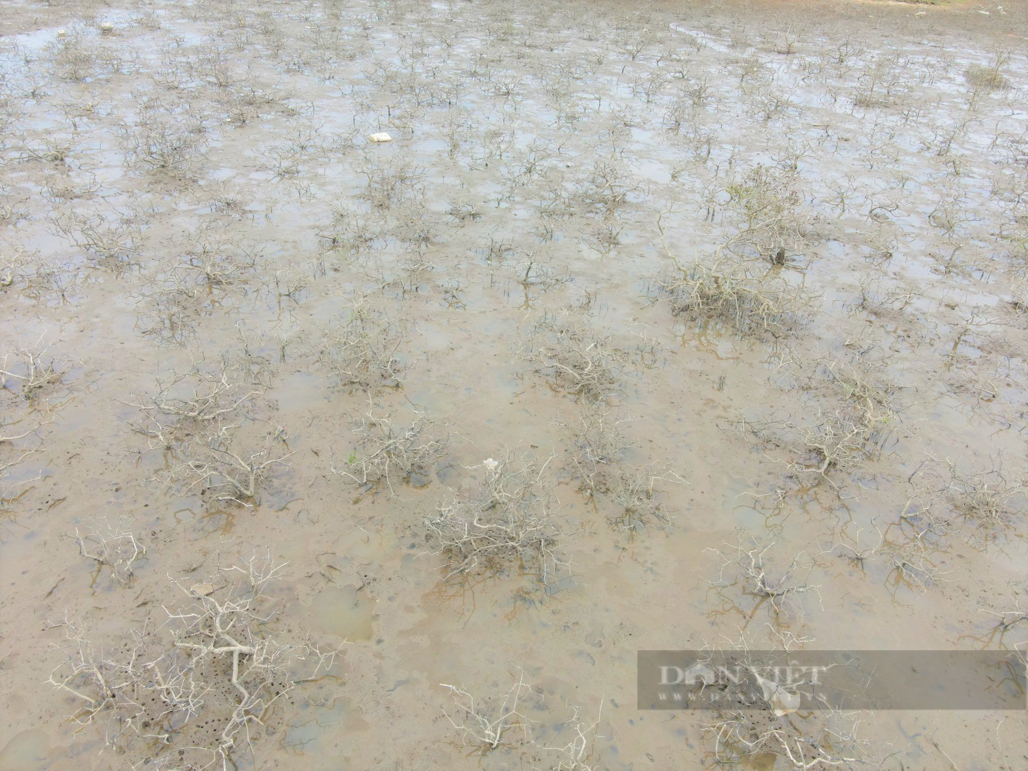 Hàng chục ha rừng ngập mặn tại Hà Tĩnh chết khô không rõ nguyên nhân - Ảnh 5.