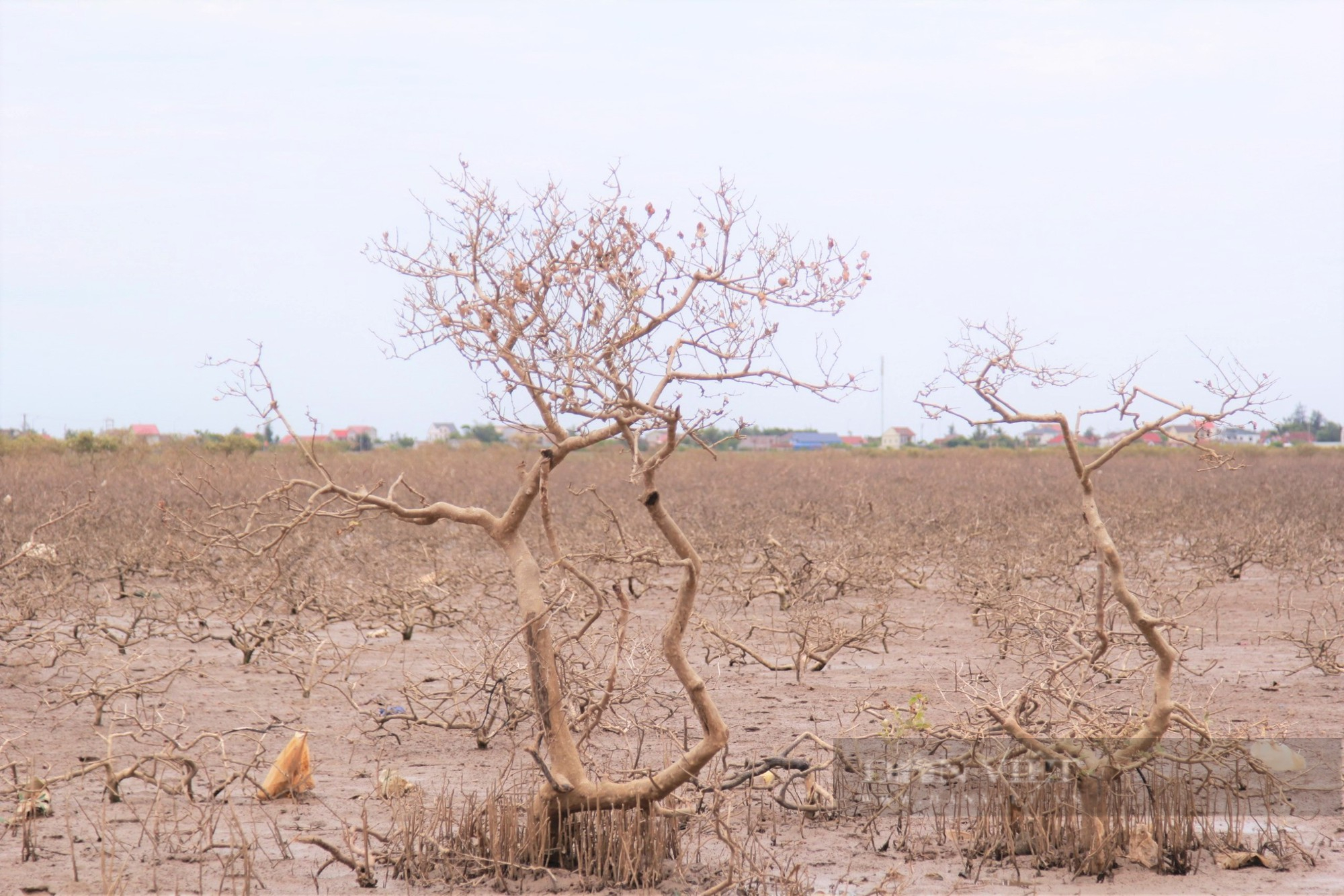 Hàng chục ha rừng ngập mặn tại Hà Tĩnh chết khô không rõ nguyên nhân - Ảnh 7.