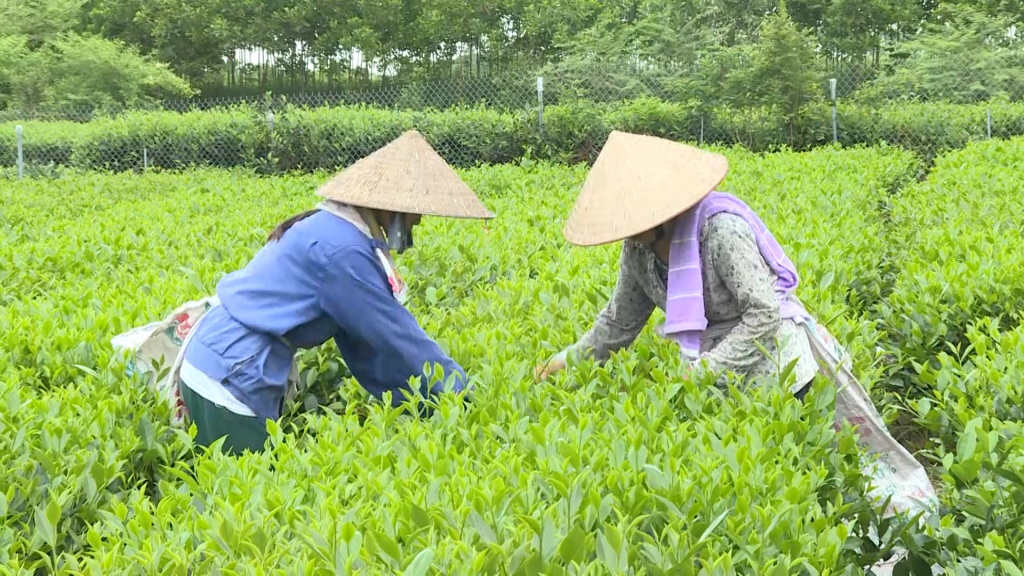 Trồng cây ăn quả kết hợp với du lịch nhà vườn, nông dân giỏi ở Quảng Ninh thu nhập 1 tỷ/năm - Ảnh 1.