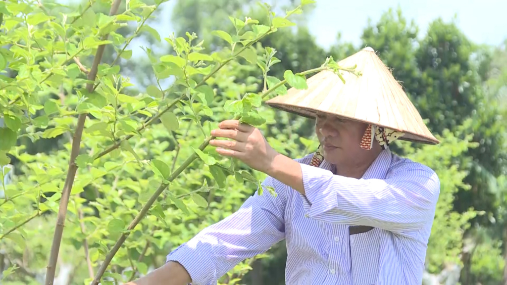 Trồng cây ăn quả kết hợp với du lịch nhà vườn, nông dân giỏi ở Quảng Ninh thu nhập 1 tỷ/năm - Ảnh 2.