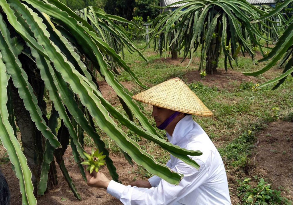 Trồng cây ăn quả kết hợp với du lịch nhà vườn, nông dân giỏi ở Quảng Ninh thu nhập 1 tỷ/năm - Ảnh 4.