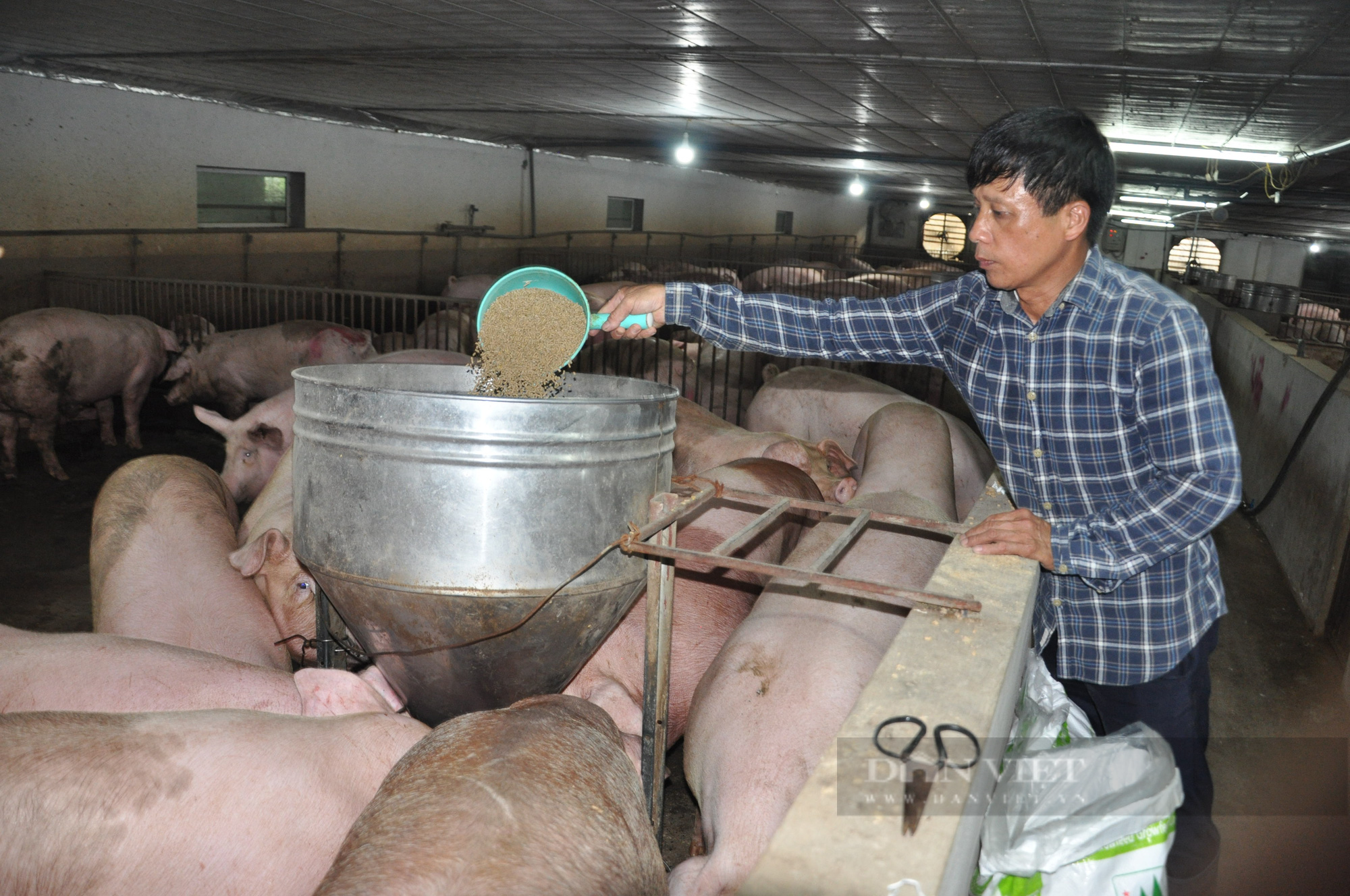 Giá lợn hơi miền Bắc hôm nay: Giảm còn 65.000 đồng/kg, người chăn nuôi buồn nẫu ruột vì mất lãi - Ảnh 1.