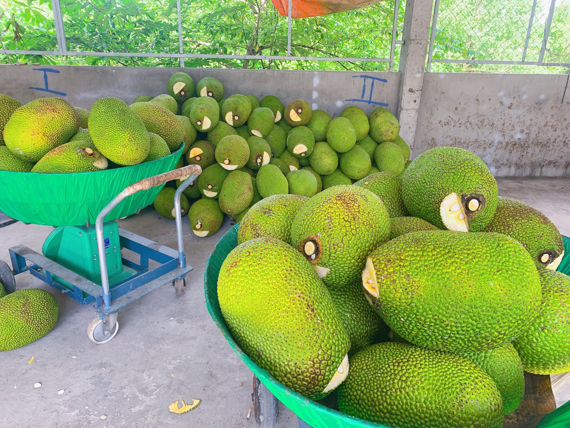 Giá mít Thái hôm nay 30/7: Rục rịch tăng giá, nông dân tích cực chăm sóc, dưỡng trái mong bán được giá cao - Ảnh 1.
