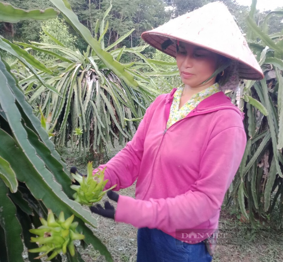 Lào Cai: Người phụ nữ tiên phong trồng thanh long ruột đỏ ở vùng đất khó - Ảnh 2.