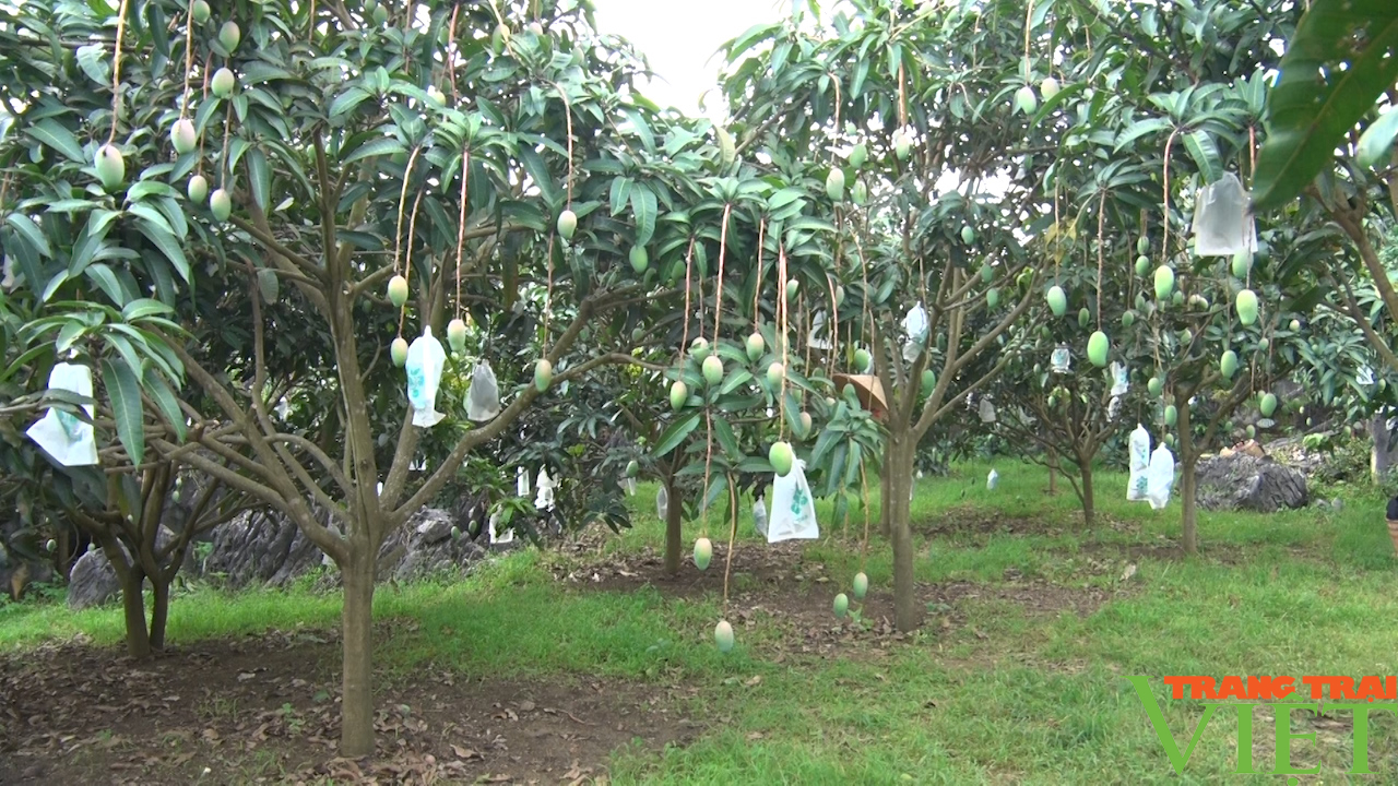 Trồng cây ăn quả theo hướng hữu cơ vừa lợi nhuận cao, vừa an toàn lao động - Ảnh 8.
