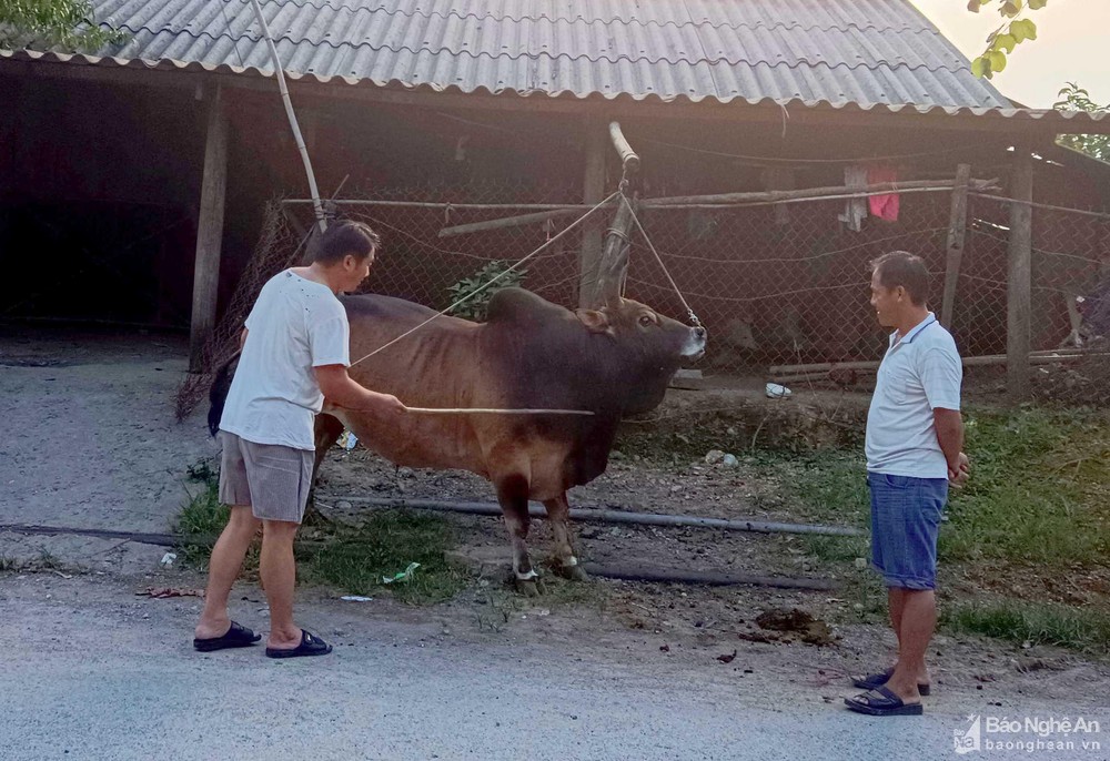 ​Nghệ An: Trâu, bò thịt giảm giá sâu, đồng bào vùng cao gặp khó - Ảnh 1.