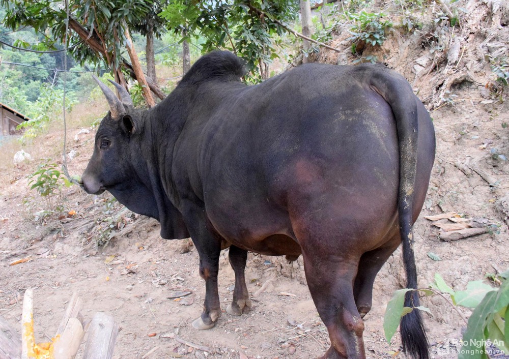 Giá trâu, bò thịt giảm sâu, những con bò Mông béo mập chỉ còn 16-18 triệu đồng - Ảnh 2.