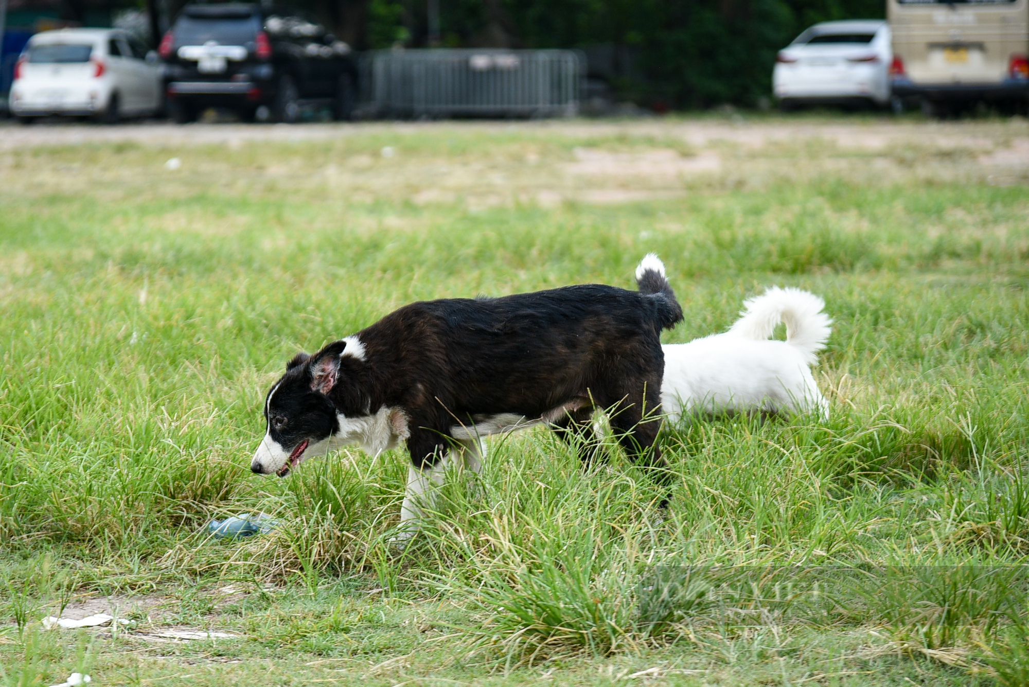 Công viên, bãi cỏ tại Hà Nội xuất hiện đầy rẫy chó không rọ mõm, dây xích được thả rông - Ảnh 5.