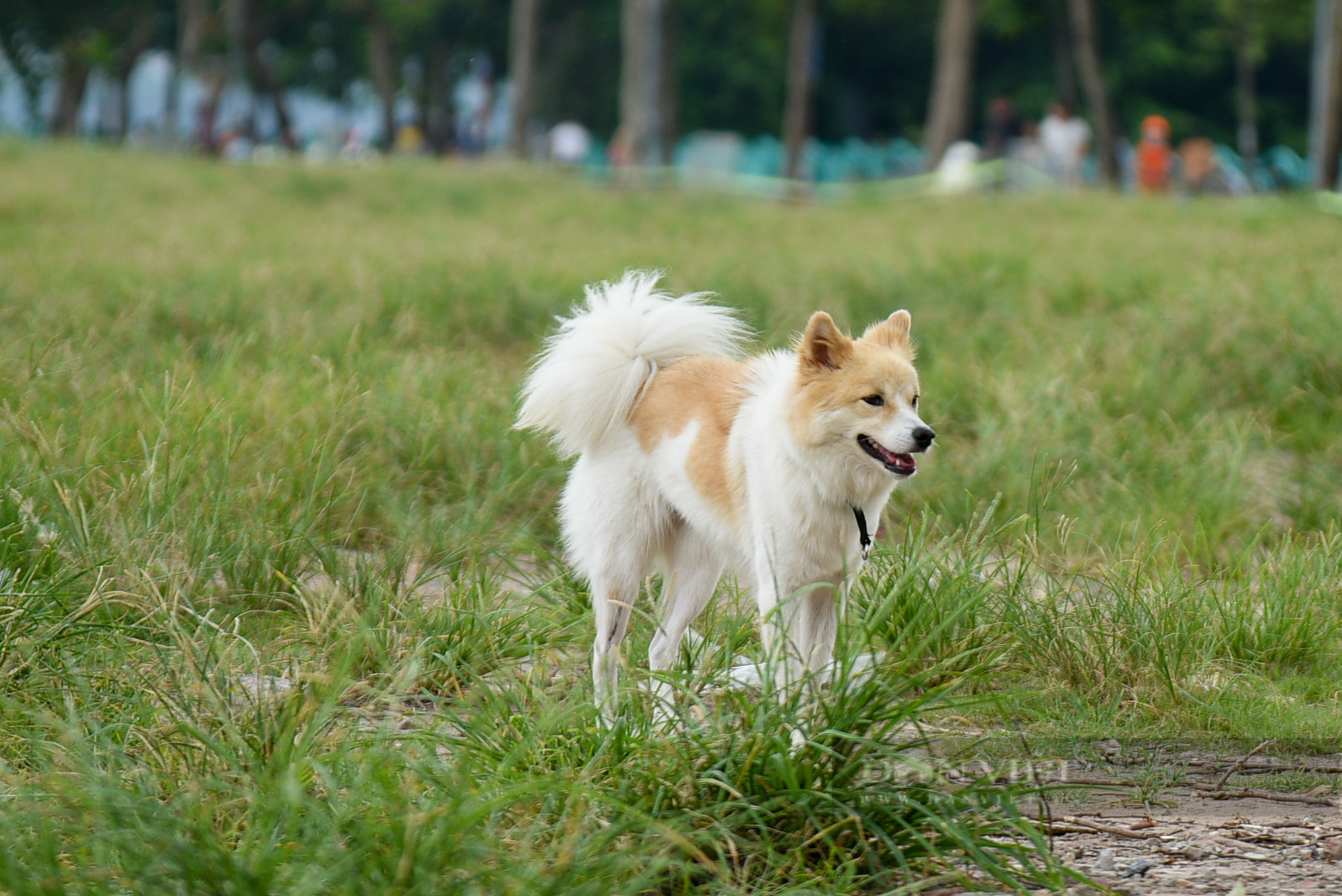 Công viên, bãi cỏ tại Hà Nội xuất hiện đầy rẫy chó không rọ mõm, dây xích được thả rông - Ảnh 3.
