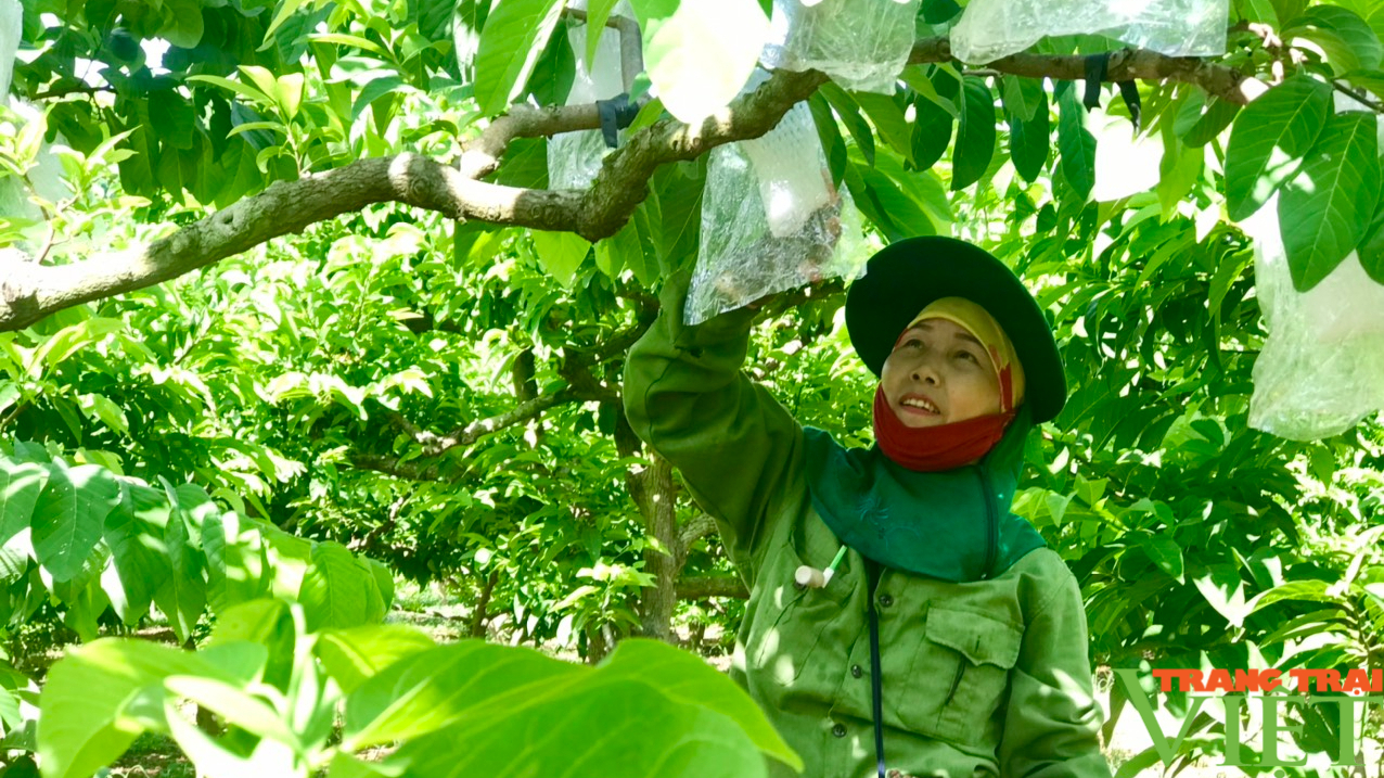 Trồng cây ăn quả theo hướng hữu cơ vừa lợi nhuận cao, vừa an toàn lao động - Ảnh 2.
