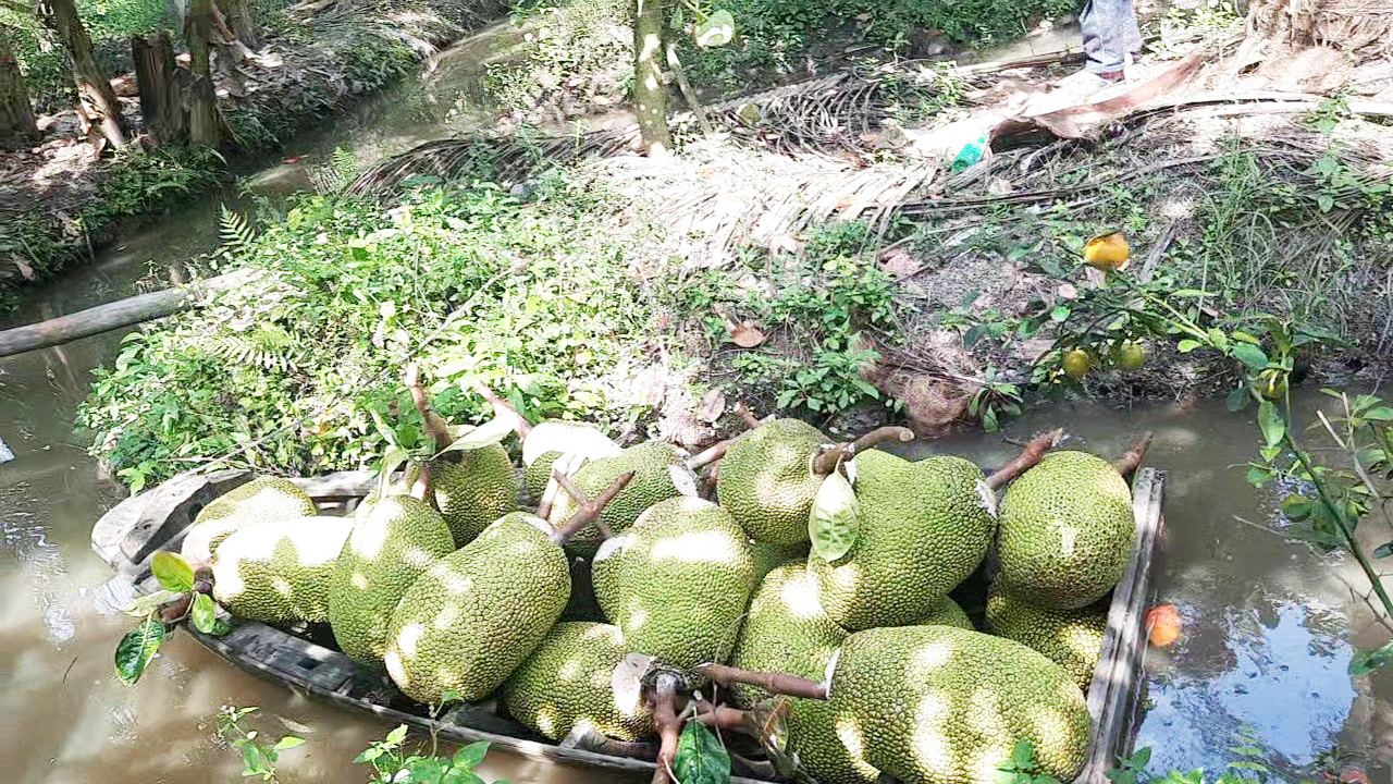 Giá mít Thái hôm nay 31/7: Vựa ưu tiên mua cơm đỏ, thương lái vào vườn cắt trái mà run tay - Ảnh 1.