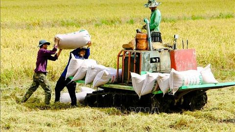 Là nước xuất khẩu gạo hàng đầu thế giới, tại sao Việt Nam vẫn nhập hàng triệu tấn lúa từ Campuchia - Ảnh 2.