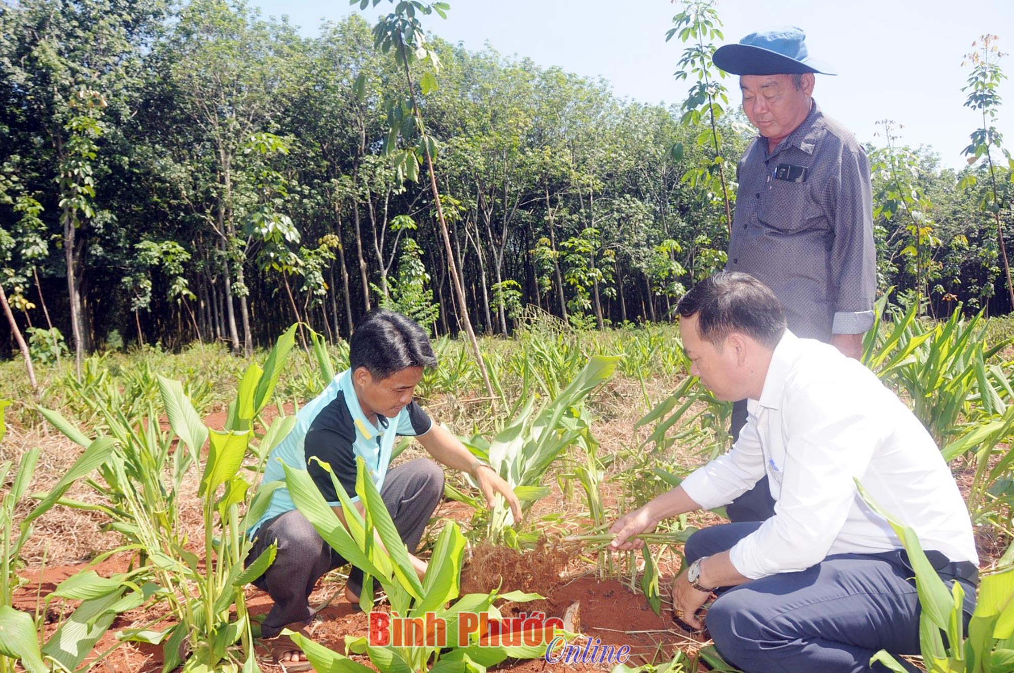 Trồng sâm đại hành, trồng nghệ bọ cạp, bất ngờ nông dân Bình Phước lãi ròng cả trăm triệu/ha - Ảnh 3.