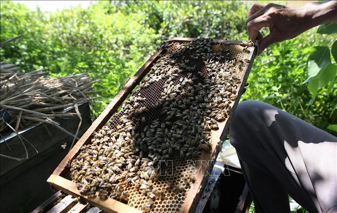Lạ đời Nam Định: Đem ong ra ven biển rừng ngập mặn nuôi để tạo ra thứ mật đã sạch lại thơm, cực bổ dưỡng - Ảnh 3.