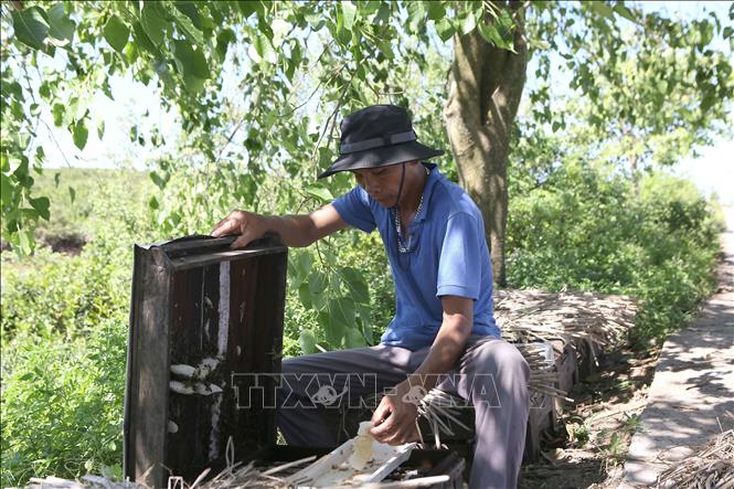 Lạ đời Nam Định: Đem ong ra ven biển rừng ngập mặn nuôi để tạo ra thứ mật đã sạch lại thơm, cực bổ dưỡng - Ảnh 1.