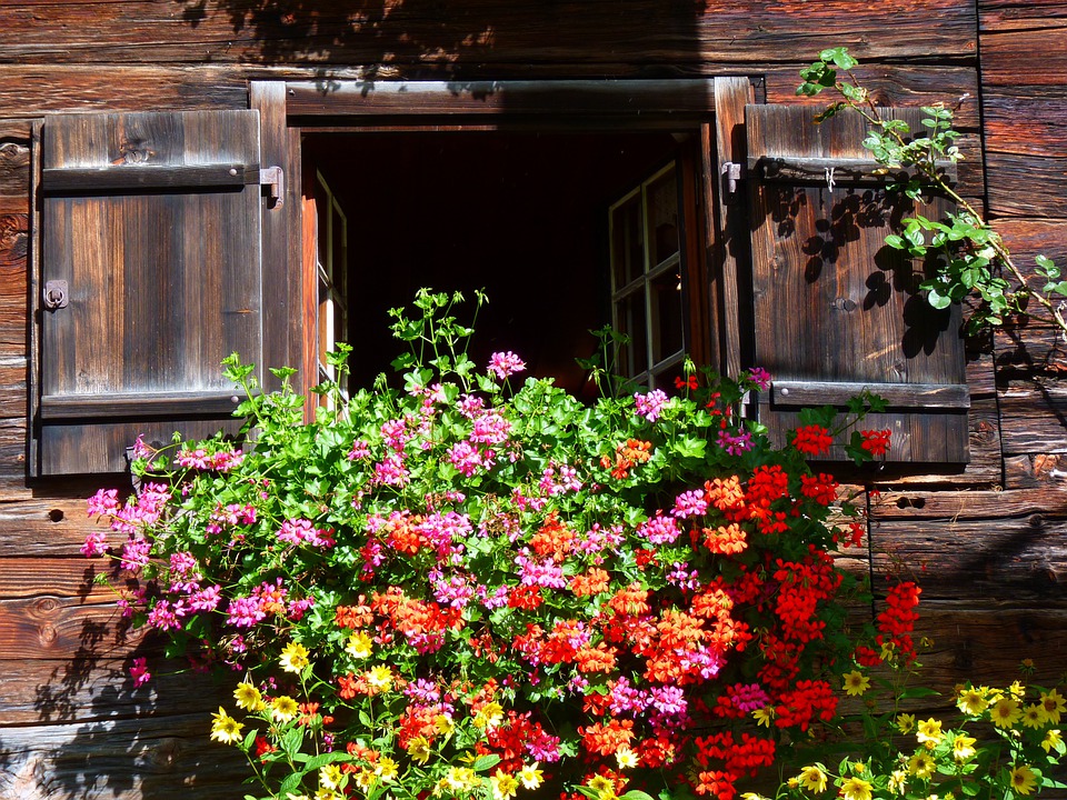 5 cây cảnh nở hoa rực rỡ nhưng có mùi khó chịu, trồng trong nhà ảnh hưởng đến phúc khí - Ảnh 1.