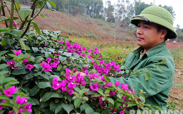 &quot;Liều&quot; trồng hoa giấy tím thay vì cấy lúa, ai ngờ anh nông dân Lạng Sơn lại trúng đậm