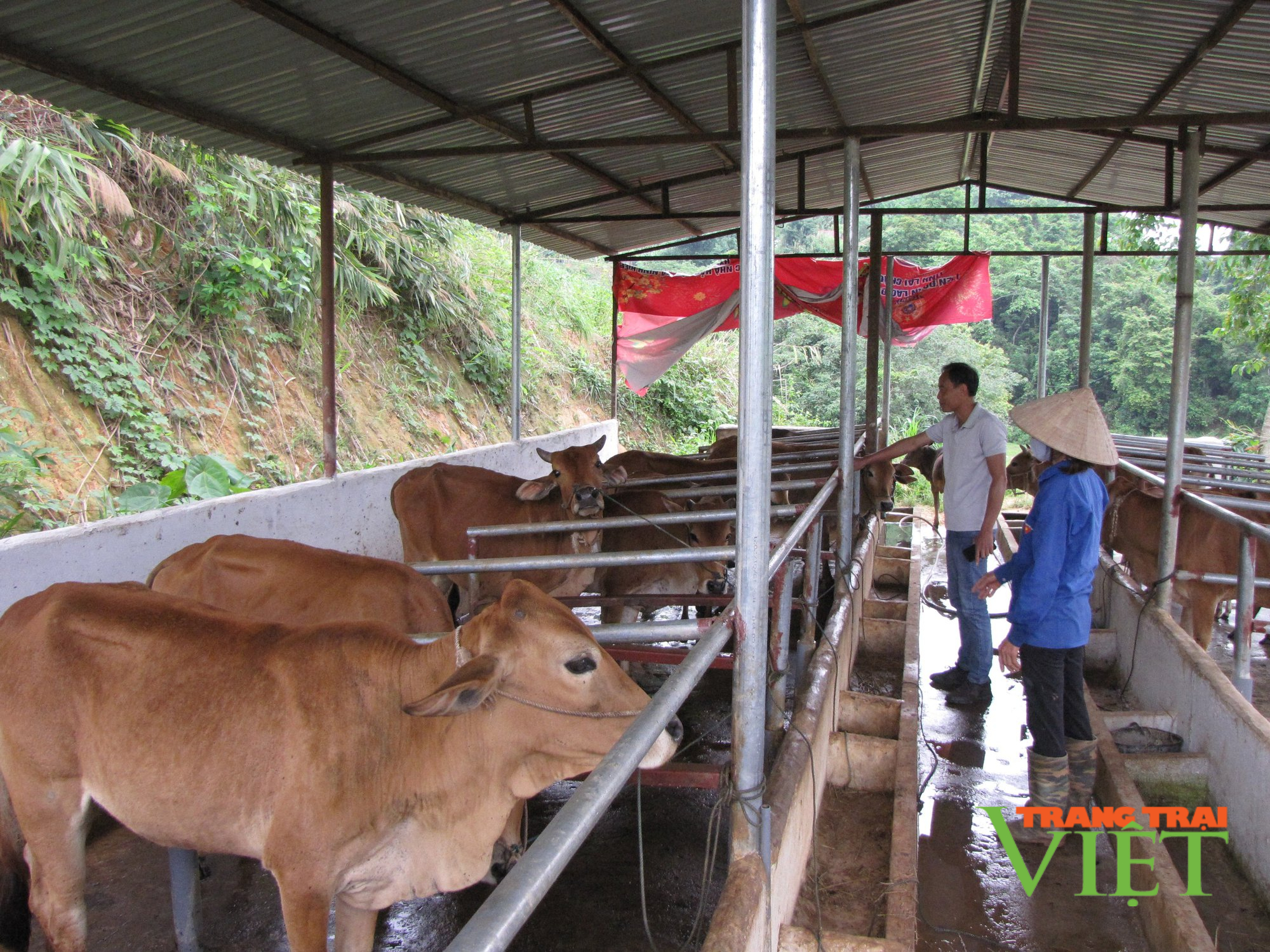 Lai Châu: Hiệu quả chính sách hỗ trợ phát triển chăn nuôi ở Nậm Nhùn - Ảnh 2.