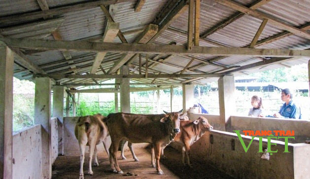 Lai Châu: Hiệu quả chính sách hỗ trợ phát triển chăn nuôi ở Nậm Nhùn - Ảnh 1.