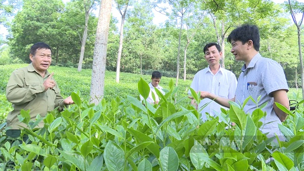 Hội Nông dân tỉnh Phú Thọ tạo “đòn bẩy” giúp nhà nông dám nghĩ, dám làm, thi đua làm giàu mạnh mẽ - Ảnh 1.