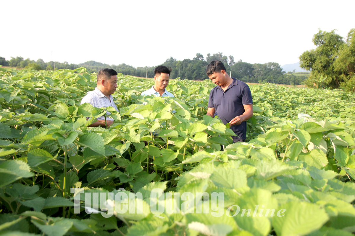 Trồng cây gì mà ra toàn lá là lá, tốt như cây dâu tằm, nông dân Tuyên Quang nói cứ cắt là bán được - Ảnh 2.