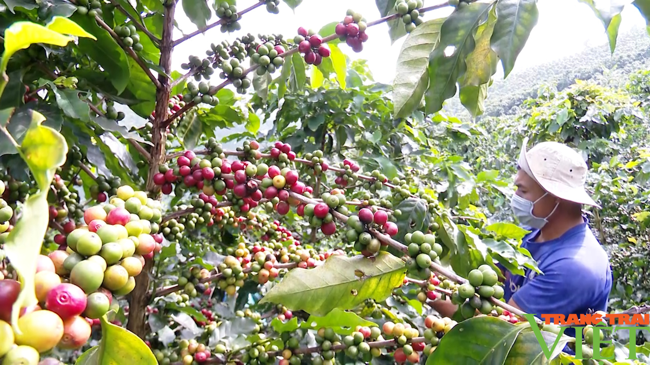 Sơn La: Phát triển cà phê không để ảnh hưởng đến môi trường - Ảnh 5.