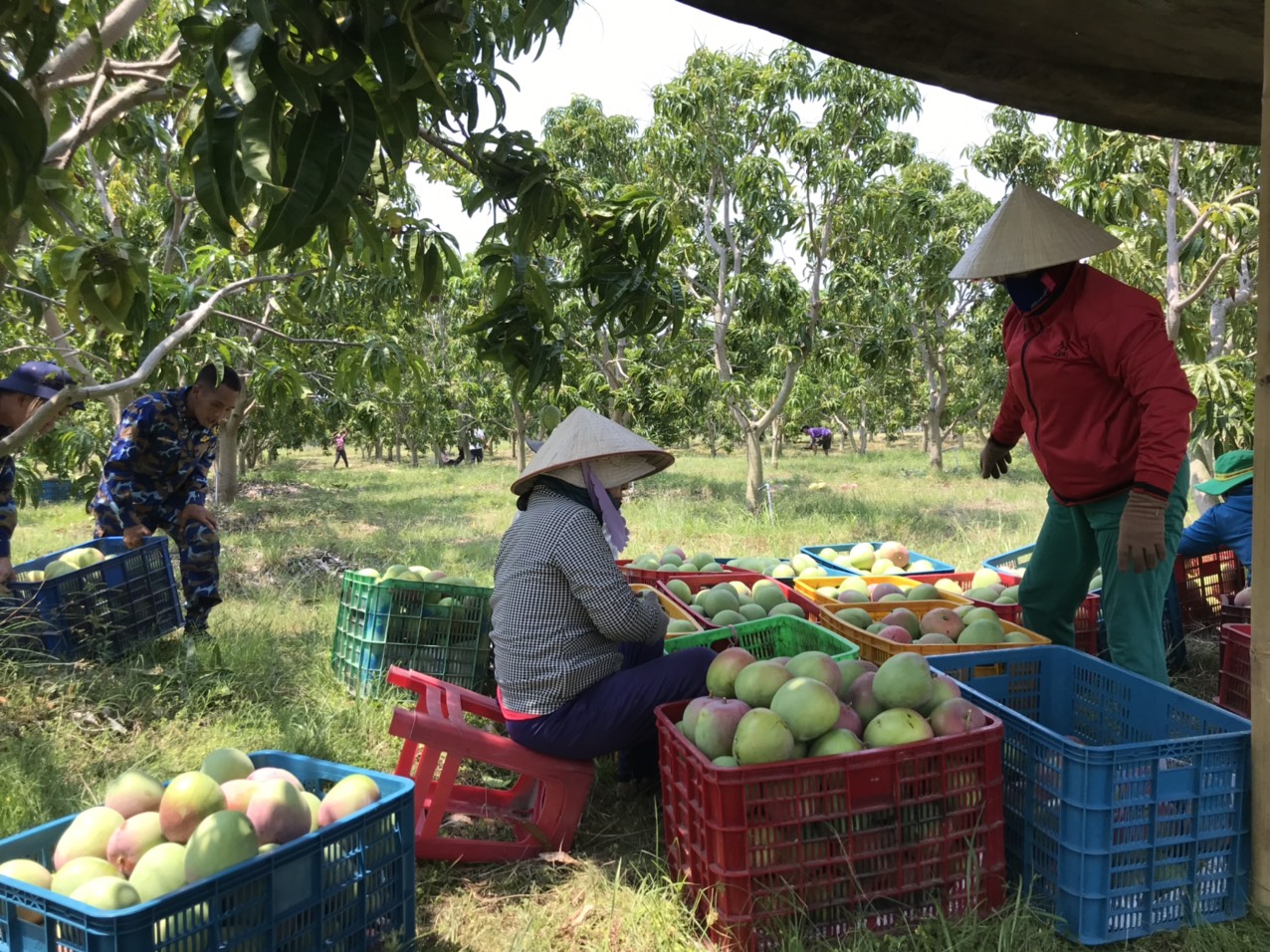 Chuyển đổi trên 352ha diện tích đất trồng lúa của Khánh Hòa - Ảnh 1.