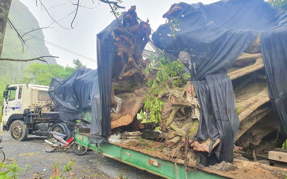 Quảng Bình: Bắt giữ xe đầu kéo chở 2 cây "quái thú" từ vùng núi về xuôi