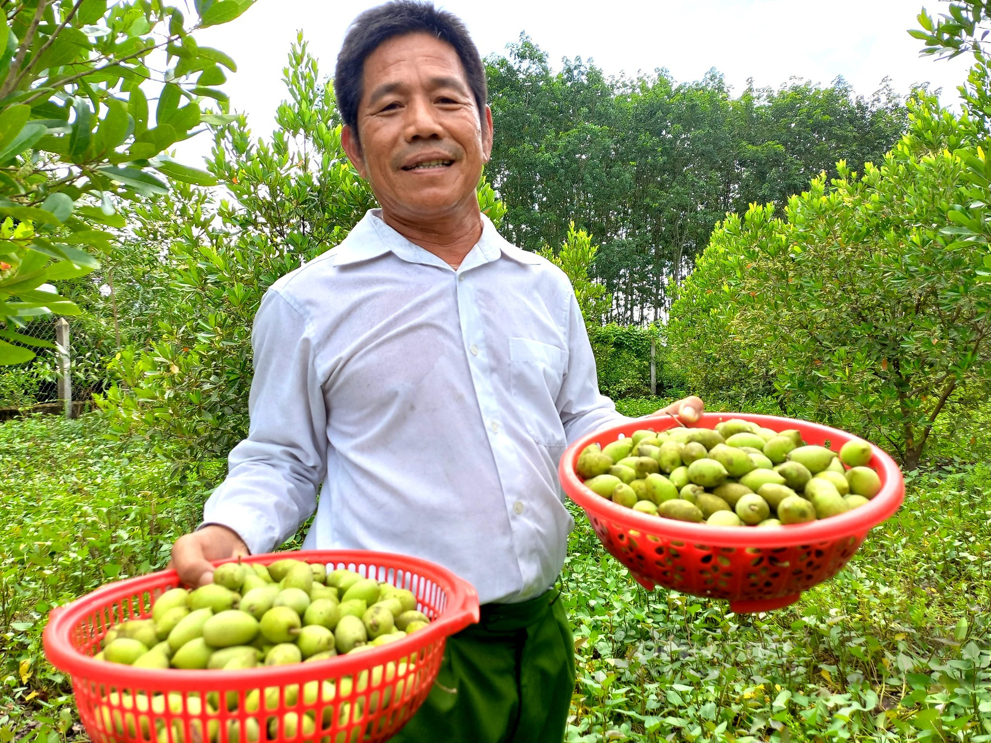 Lấy đất tiền tỷ phố thị trồng trái nhà quê, ông nông dân “đất Thép” hái không kịp bán - Ảnh 1.