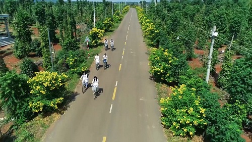 Con đường hoa nông thôn mới đẹp mê tơi ở vùng đất trù phú tỉnh Đồng Nai - Ảnh 1.