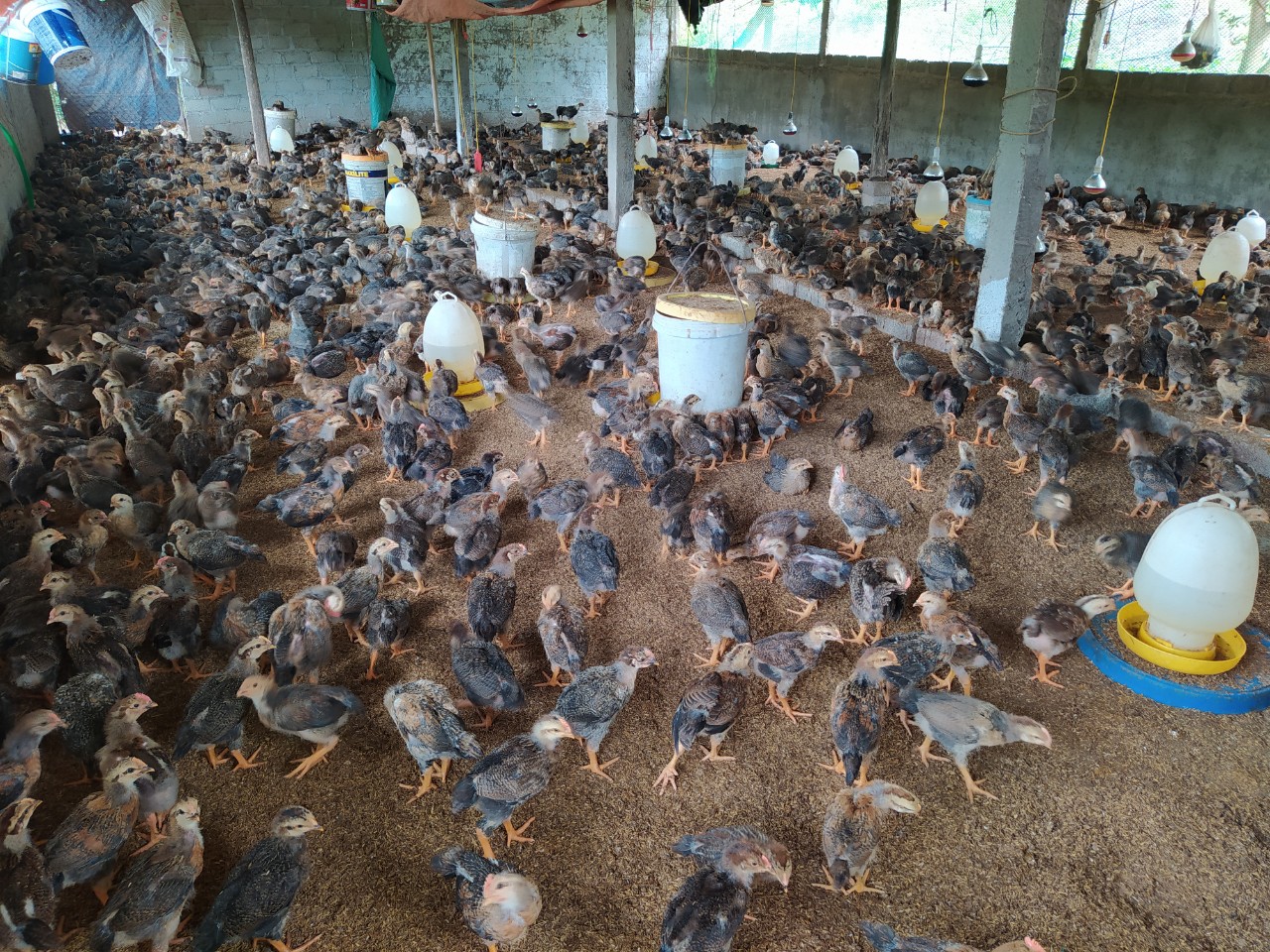 Nuôi gà núi Hương Sơn ở Bắc Giang, giá bán gà ta cao chưa từng thấy, nông dân trúng đậm - Ảnh 4.