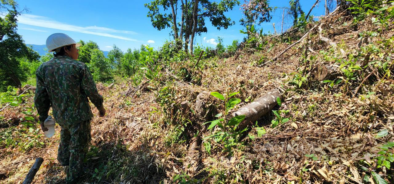 Chủ tịch Bình Định chỉ đạo điều tra vụ 'vừa ký công văn giữ rừng, chưa đầy 10 ngày thấy mất rừng' - Ảnh 1.