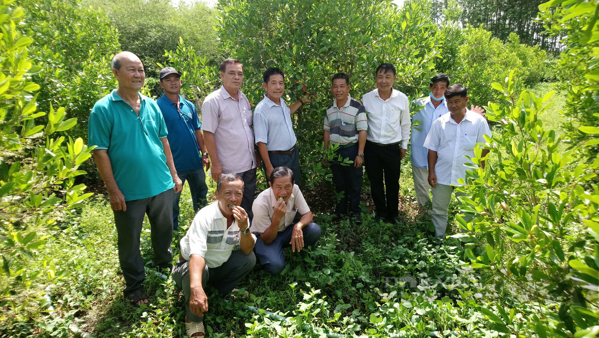 Lấy đất tiền tỷ phố thị trồng trái nhà quê, ông nông dân “đất Thép” hái không kịp bán - Ảnh 5.