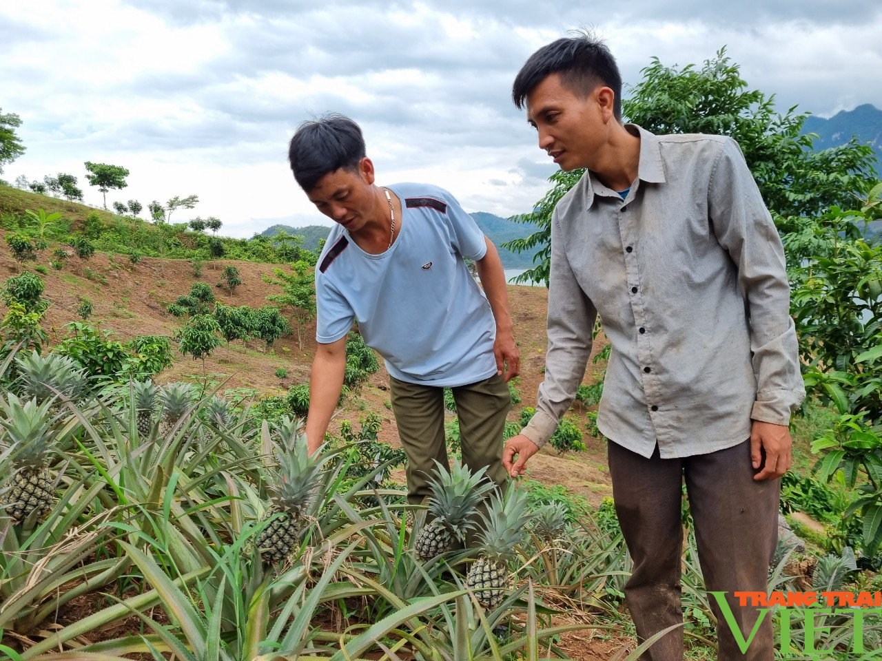 Trồng giống cây “trăm mắt”, nông dân Chiềng Ơn có thu nhập khá - Ảnh 3.