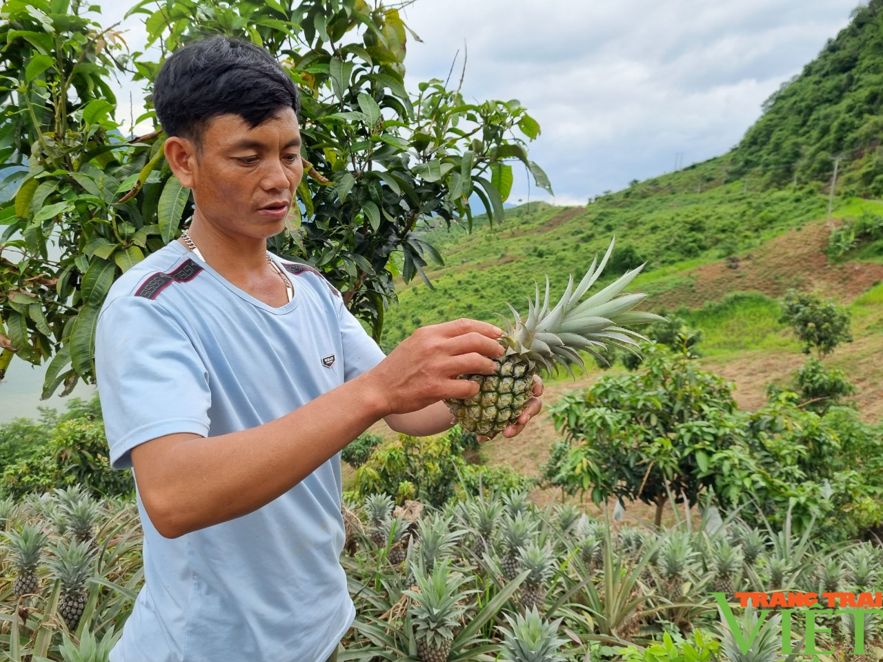 Trồng giống cây “trăm mắt”, nông dân Chiềng Ơn có thu nhập khá - Ảnh 5.