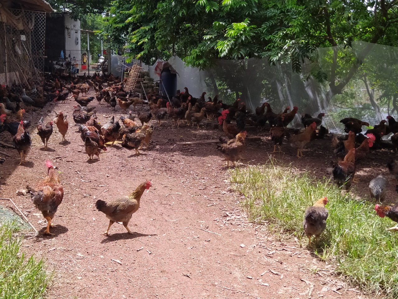 Nuôi gà núi Hương Sơn ở Bắc Giang, giá bán gà ta cao chưa từng thấy, nông dân trúng đậm - Ảnh 5.