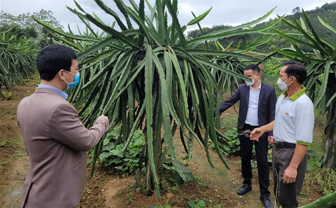 Xây dựng mô hình “Chi hội nông dân hạnh phúc&quot;, nông dân Yên Bái thi đua làm giàu - Ảnh 1.